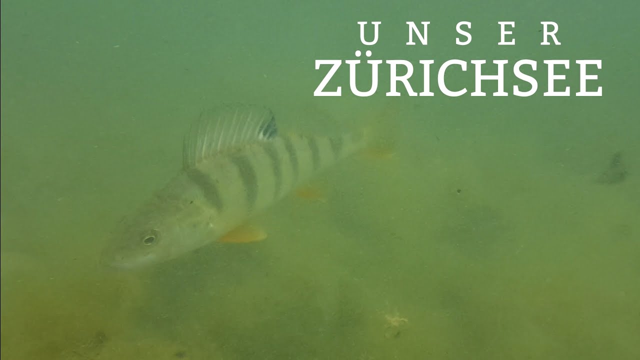 UNSER ZÜRICHSEE  (Tierdoku, unterwasser, Fische) ganzer Film