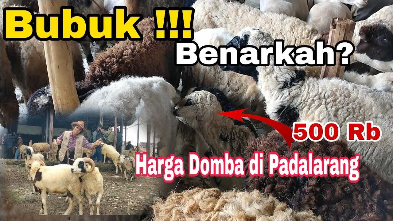 Bubuk !? Ngeri Benarkah Harga Domba Turun Sepi Pembeli 500 Bisa Bawa Domba #domba 082219370379