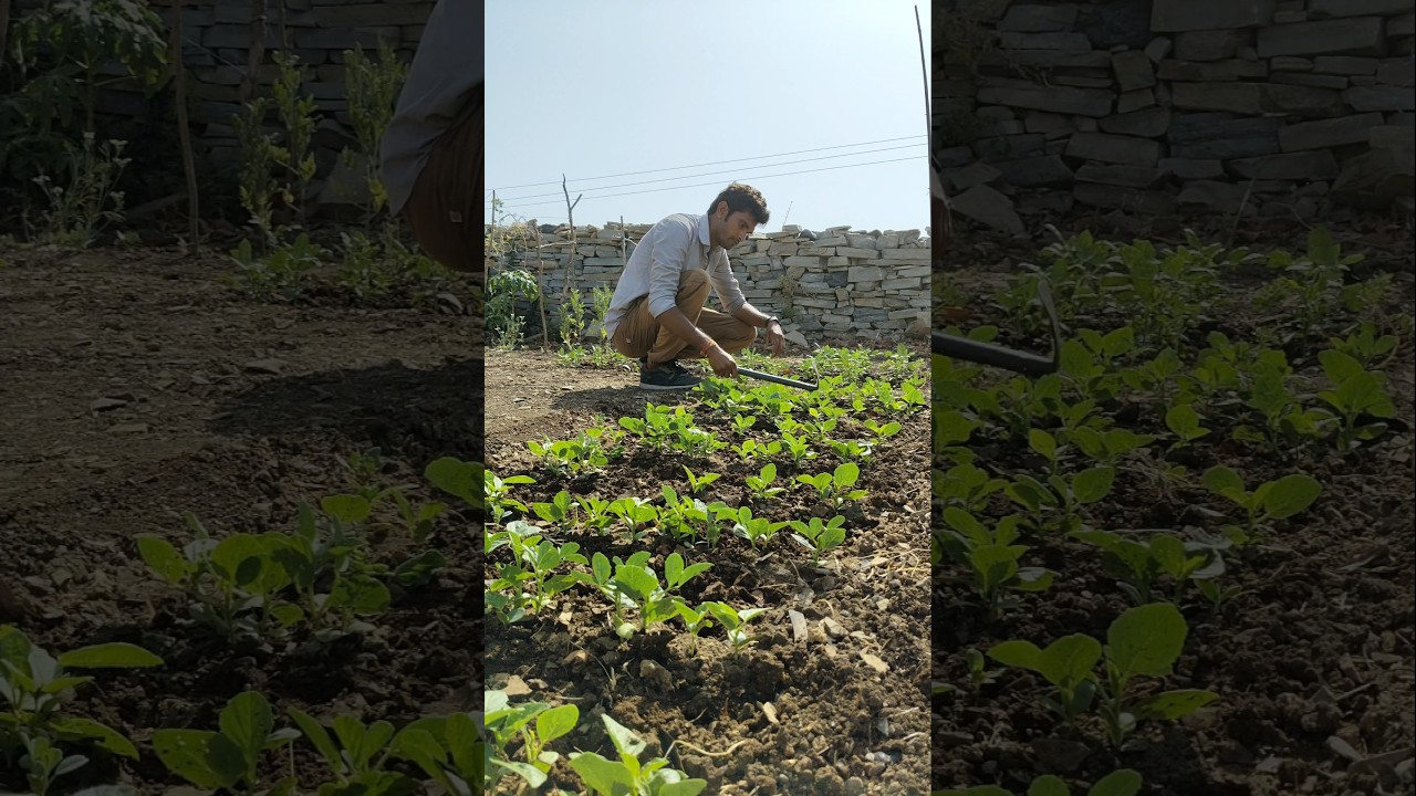 I am weeding the cluster bean plants #nature #farming #clusterbeans #shorts
