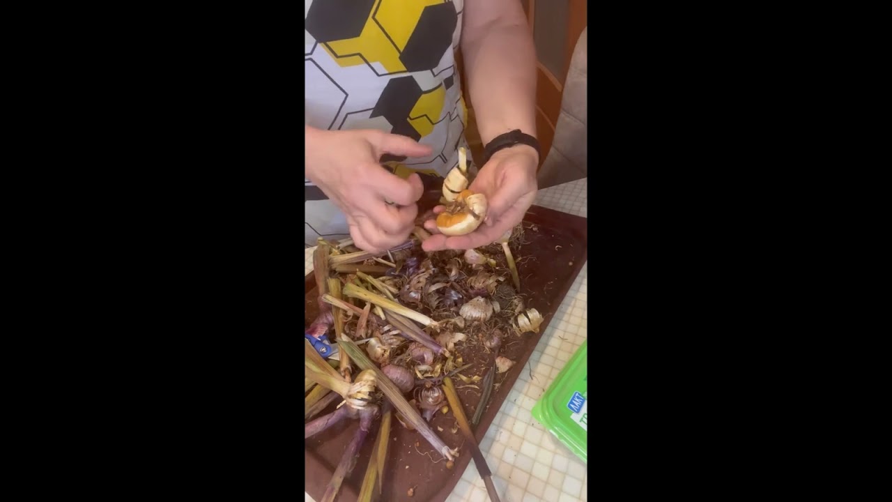 Сохраняем гладиолусы до весны 