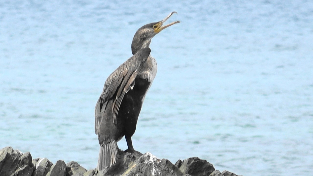 ウミウ　Phalacrocorax capillatus　2026年2月23日　沖縄本島