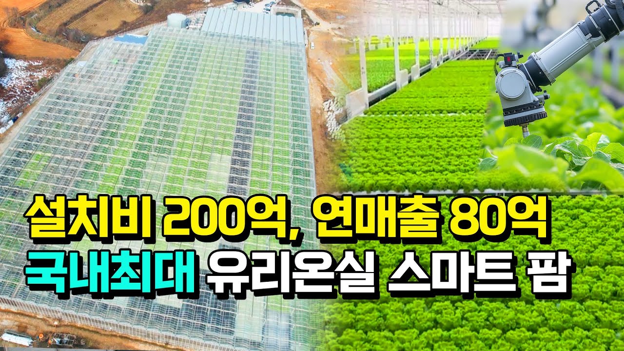 국내최대 7000평 유럽채소 스마트팜이 인력 없이 자동화로 운영되는 이유