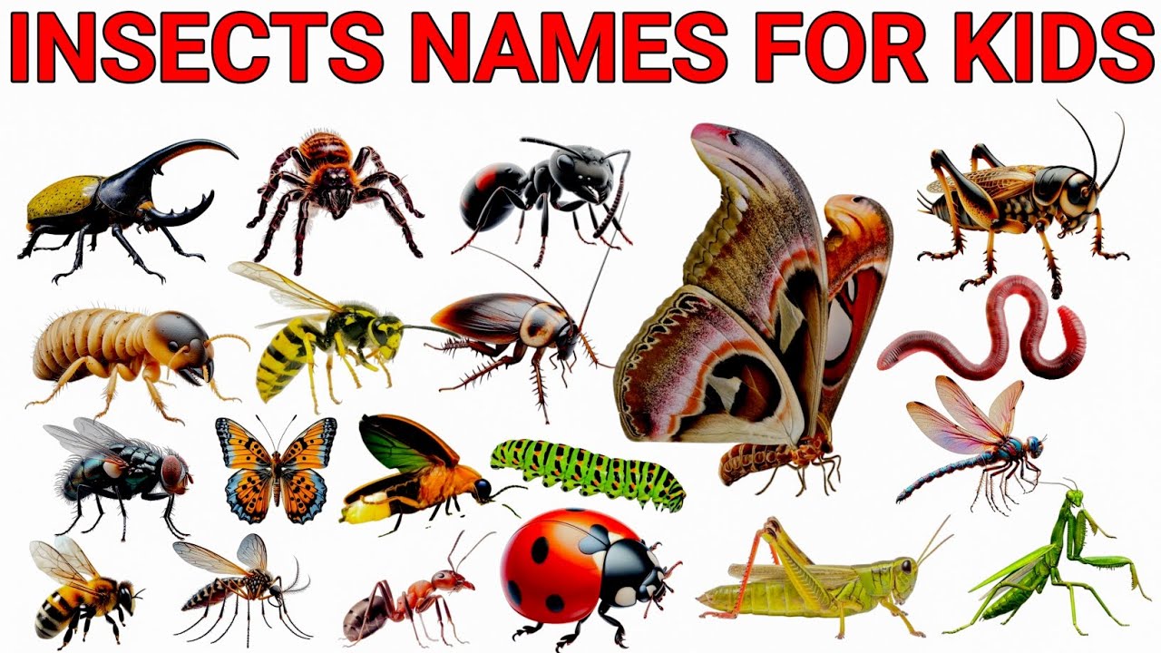 Insects Names | Learn 20 Insects Name For Kids In English | Learn Bugs & Insects in English | learn 