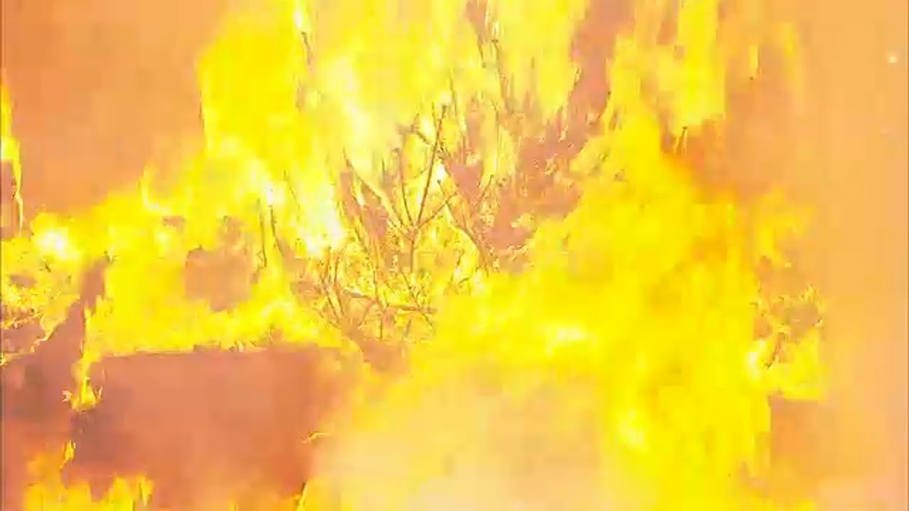 Warning about Christmas tree fire dangers