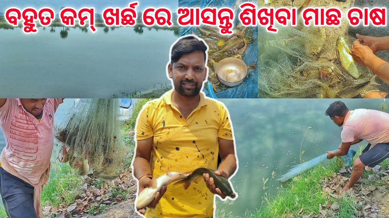 ବହୁତ କମ ଖର୍ଚ୍ଚ ଆସନ୍ତୁ ଶିଖିବା ମାଛ ଚାଷ || Low Budget Fish Farming Ideas || Dibya Angul Farming