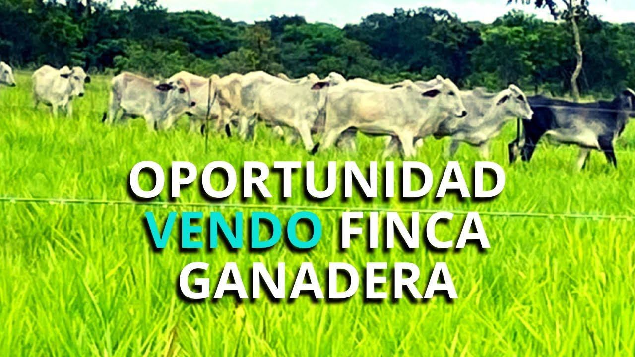 VENDO FINCA GANADERA EN EL VICHADA Oportunidad única!  Adquiere de 1,231 hectáreas PLANAS #parati