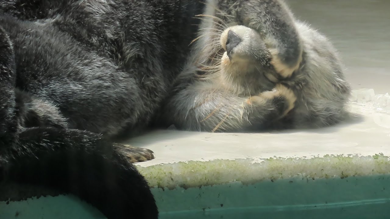 開館時間が早くなった初日のメイちゃんキラちゃん