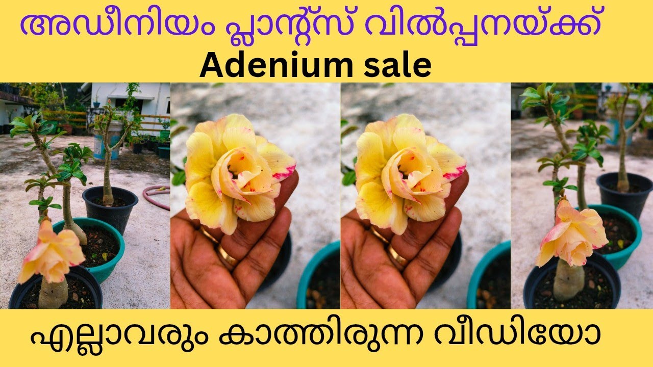 അഡീനിയം പ്ലാന്റ്സുകൾ വിൽപ്പനയ്ക്ക് #Adenium sale|Adenium plants#gardening #adeniumplant #desertrose 