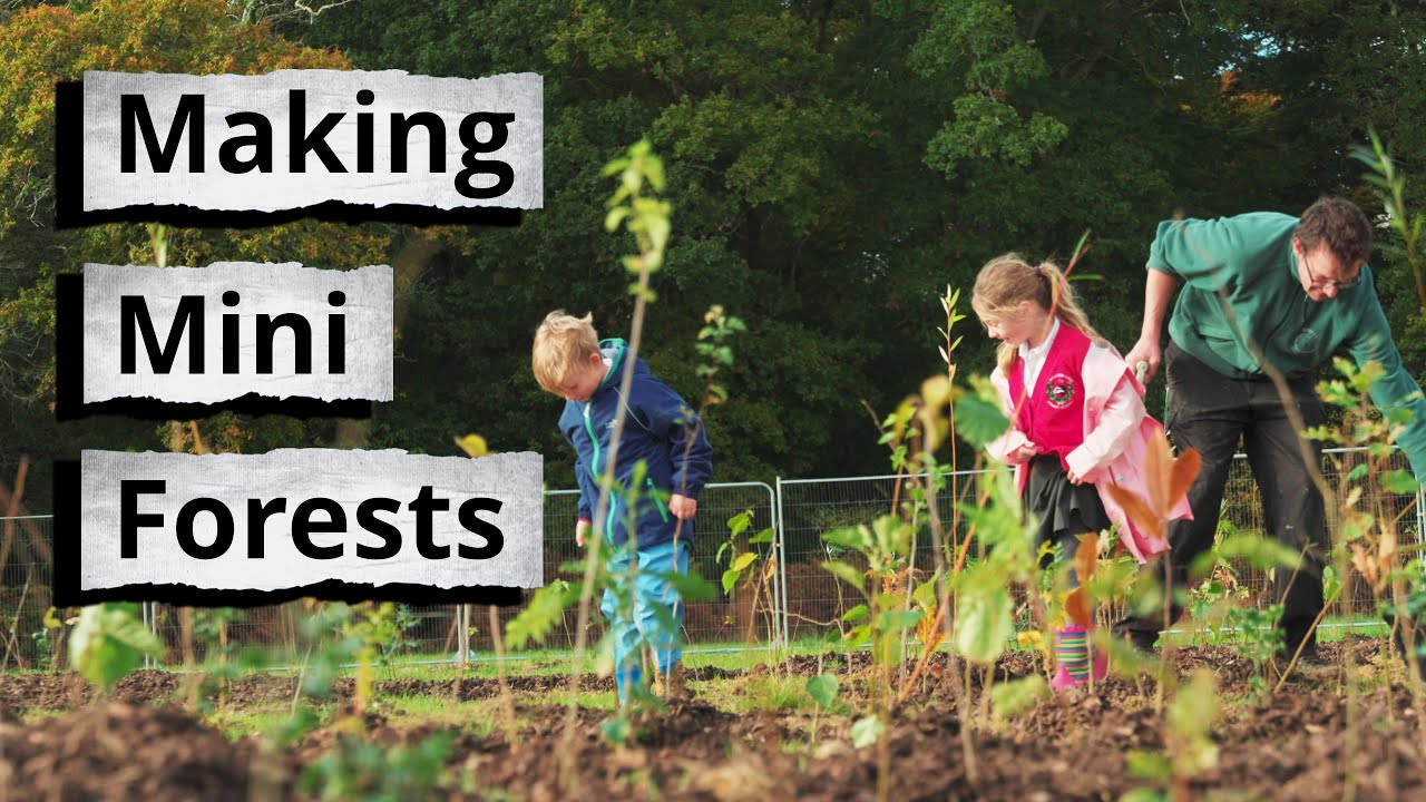 Planting mini forests with Hampshire Forest Partnership