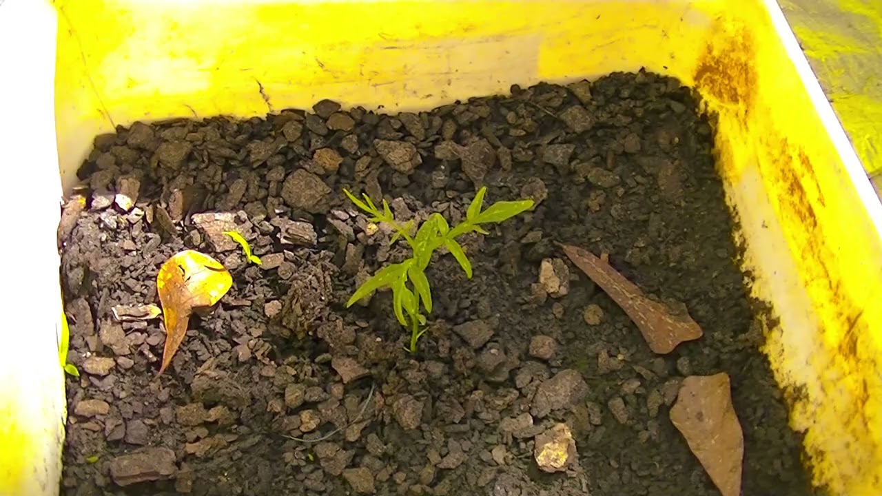 Soapberry Tree from seed to tree. Mistakes made, plant again. Sapindus Saponaria