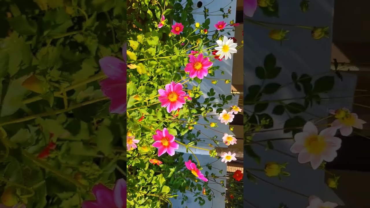 XIM in spring! #mba #collegelife #aesthetic #ximb