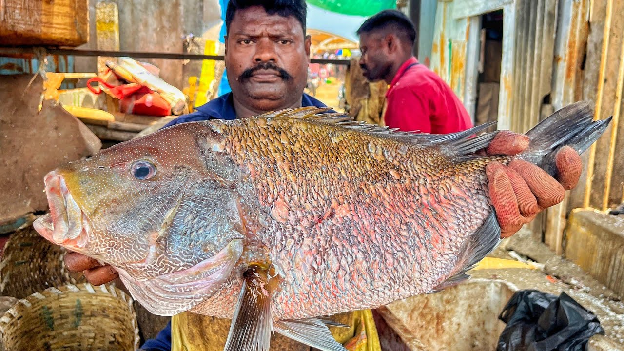 KASIMEDU 🔥 SPEED SELVAM | BIG SIZE KORALI FISH CUTTING VIDEO | 4K VIDEO | KM FISH CUTTING 