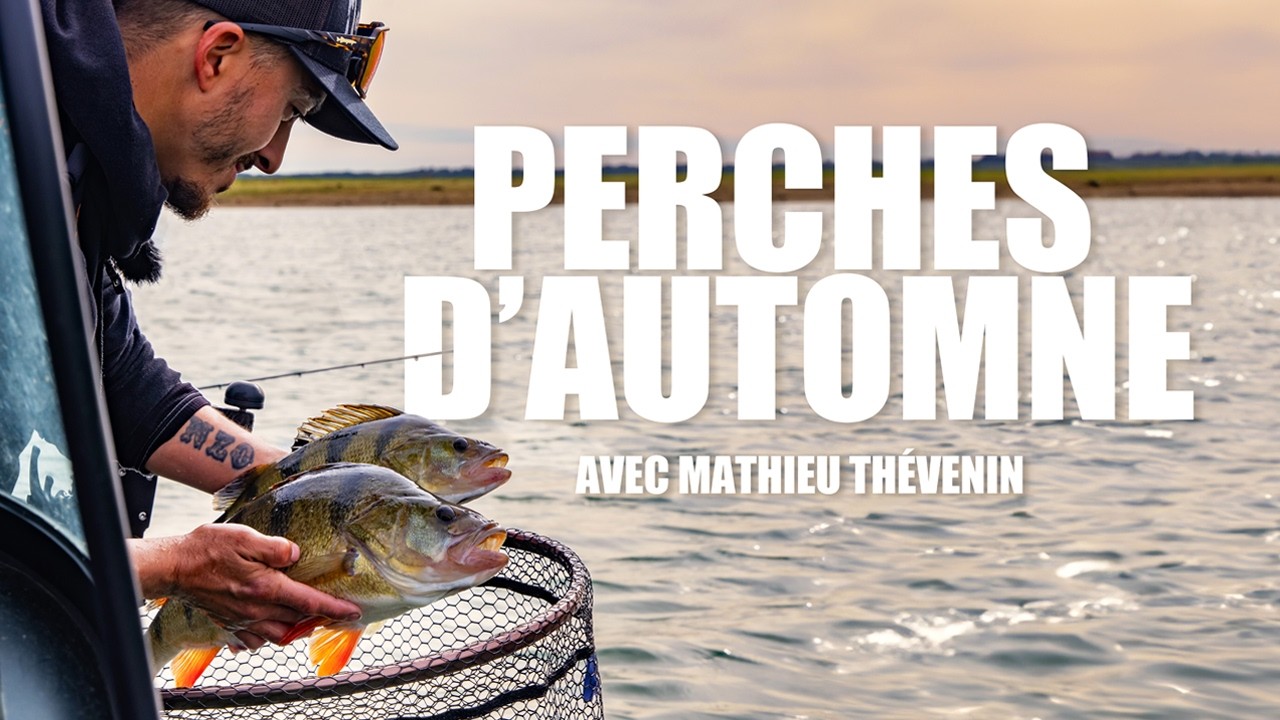 Pêche des grosses perches en automne avec Mathieu Thevenin