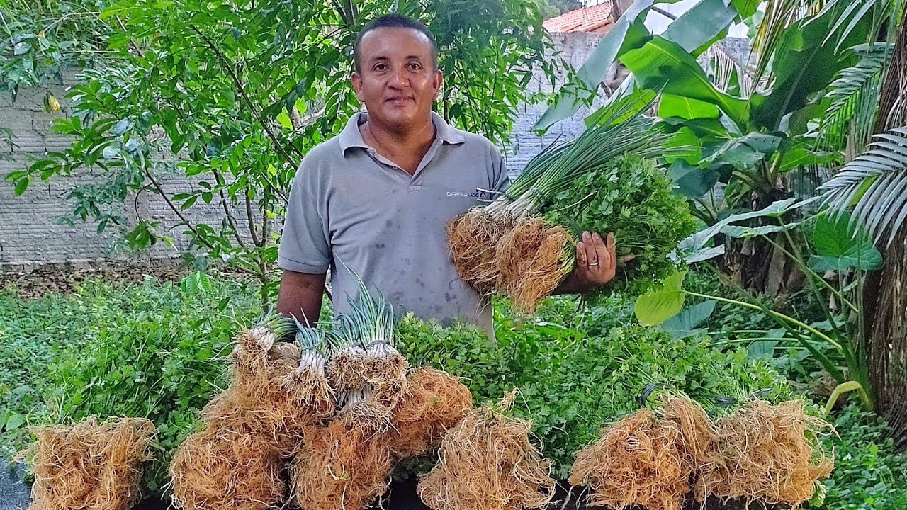 Como plantar coentro no inverno: Dica para cultivar o coentro em &eacute;pocas de muita chuva.