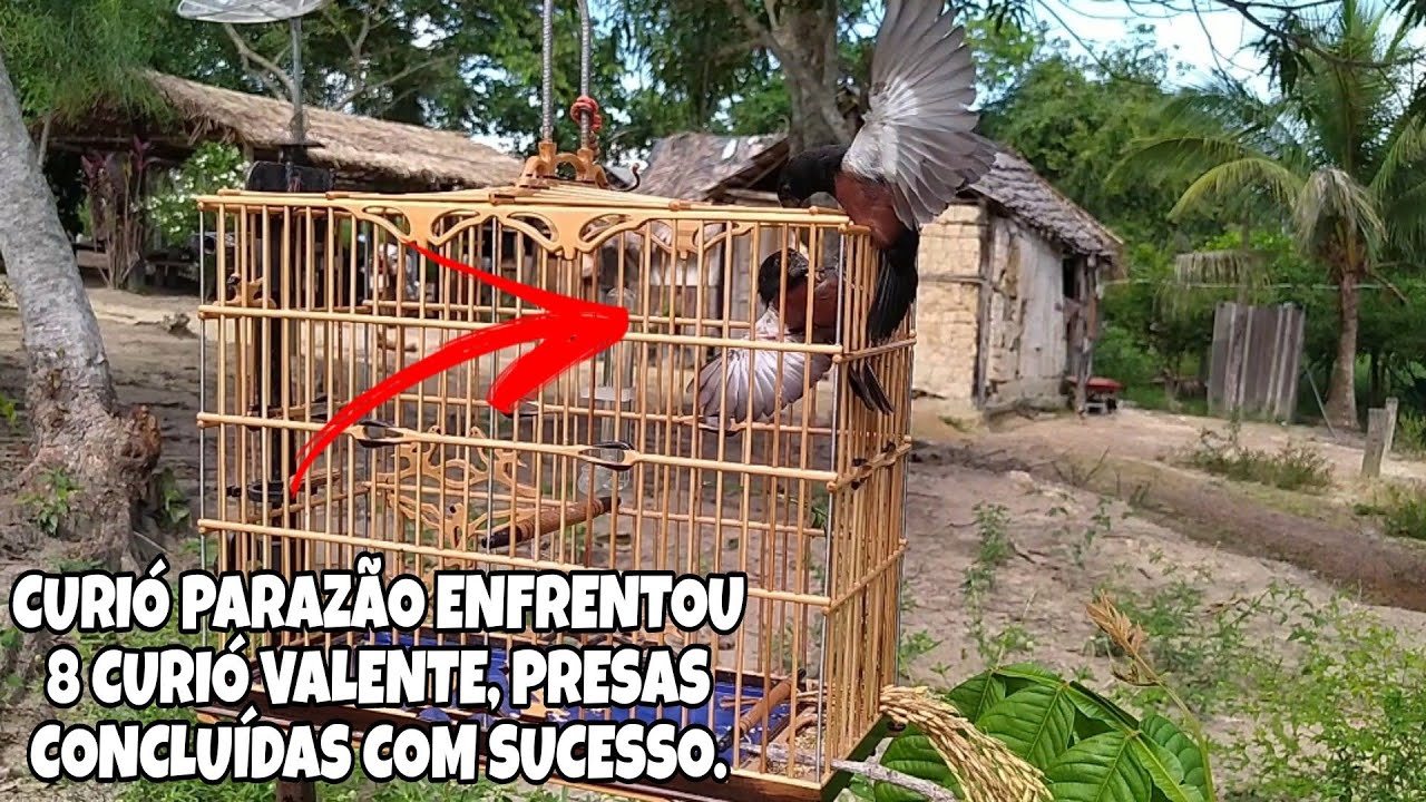 CURIÓ PRA TODO LADO - 8 PRESAS E ALGUMAS LARGADAS - CURIÓ PARAZÃO TEMPORADA 2024.