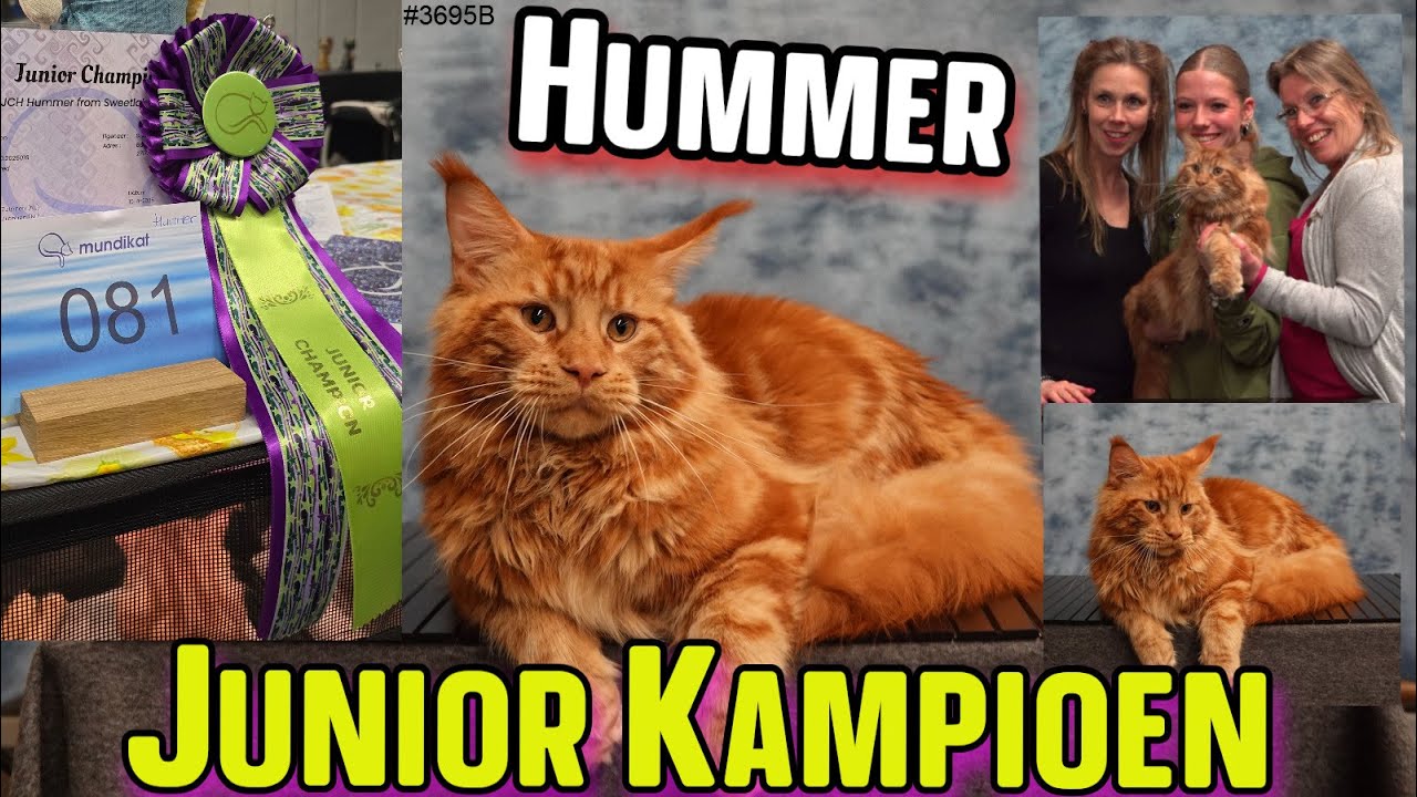 MundiKat Kattenshow. Dit waren 2 SHOWS op 1 dag. Best wel VERMOEIEND. #mundikat #kattenshow #3695B