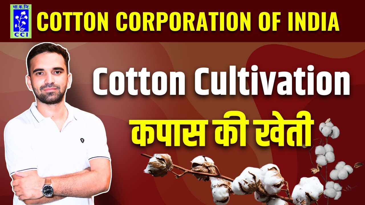 Cotton Cultivation (कपास की खेती) | Cotton Corporation of India