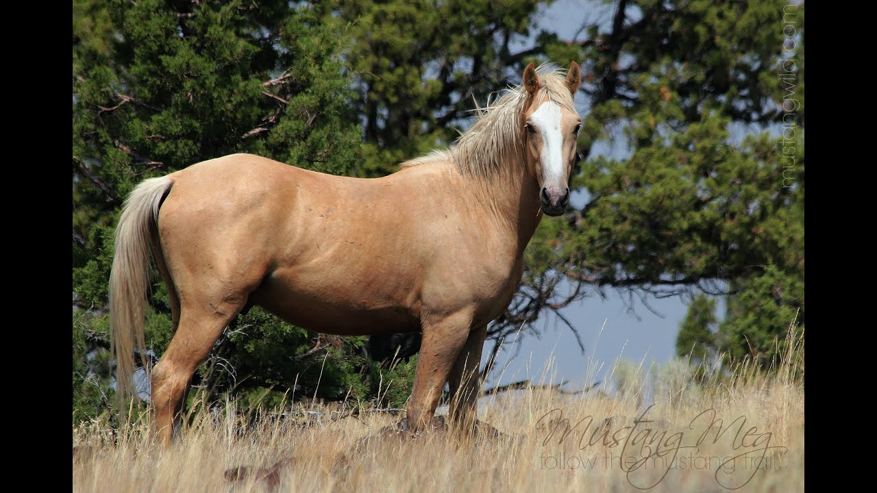 Summer Mustangs, Wild Horses of Oregon by Mustang Meg Summer 2017