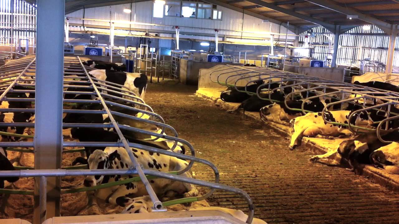 HollyFarm   Dorset   Time Lapse   Dairy Cow Housing