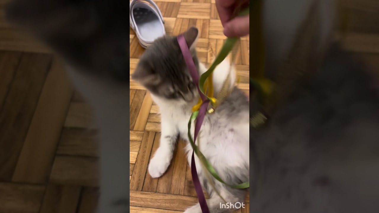 Pelusa core :🐱🩶
