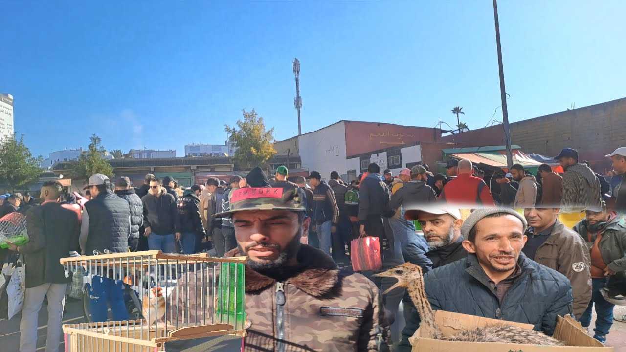 سوق القريعة للطيور بالدار البيضاء 🇲🇦 2024 اليوم الأحد 28 يناير خير موجود نعامة اليوم بسوق