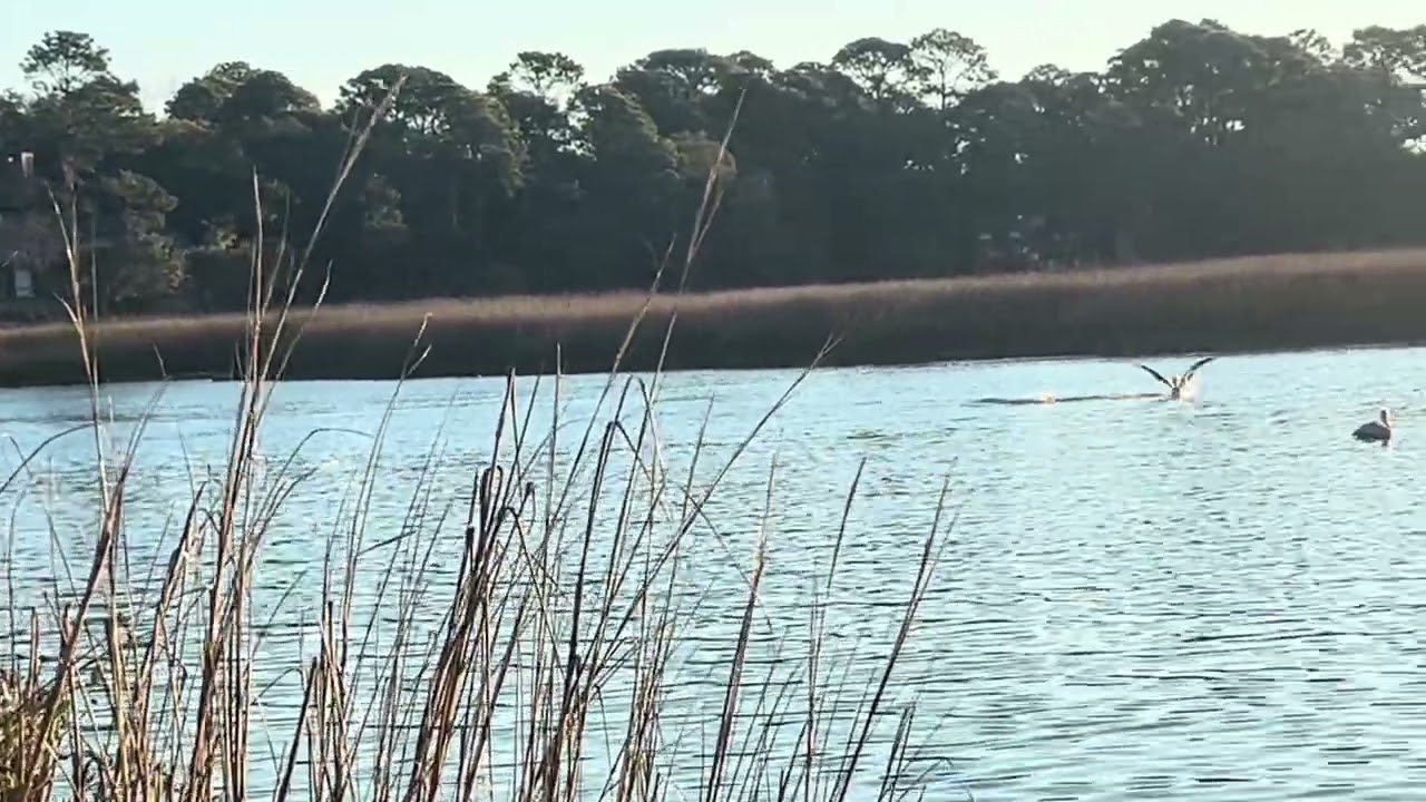 Playful dolphin