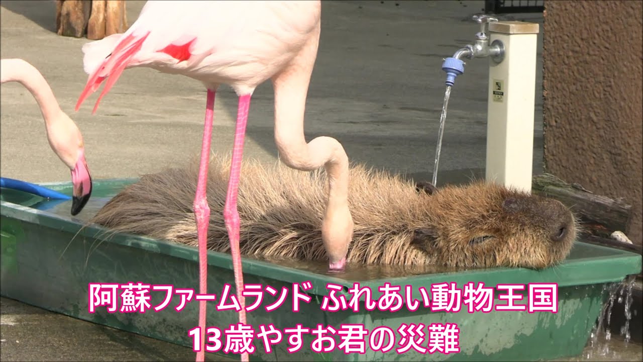 カピバラ （阿蘇ファームランド篇）災難続きのやすお君