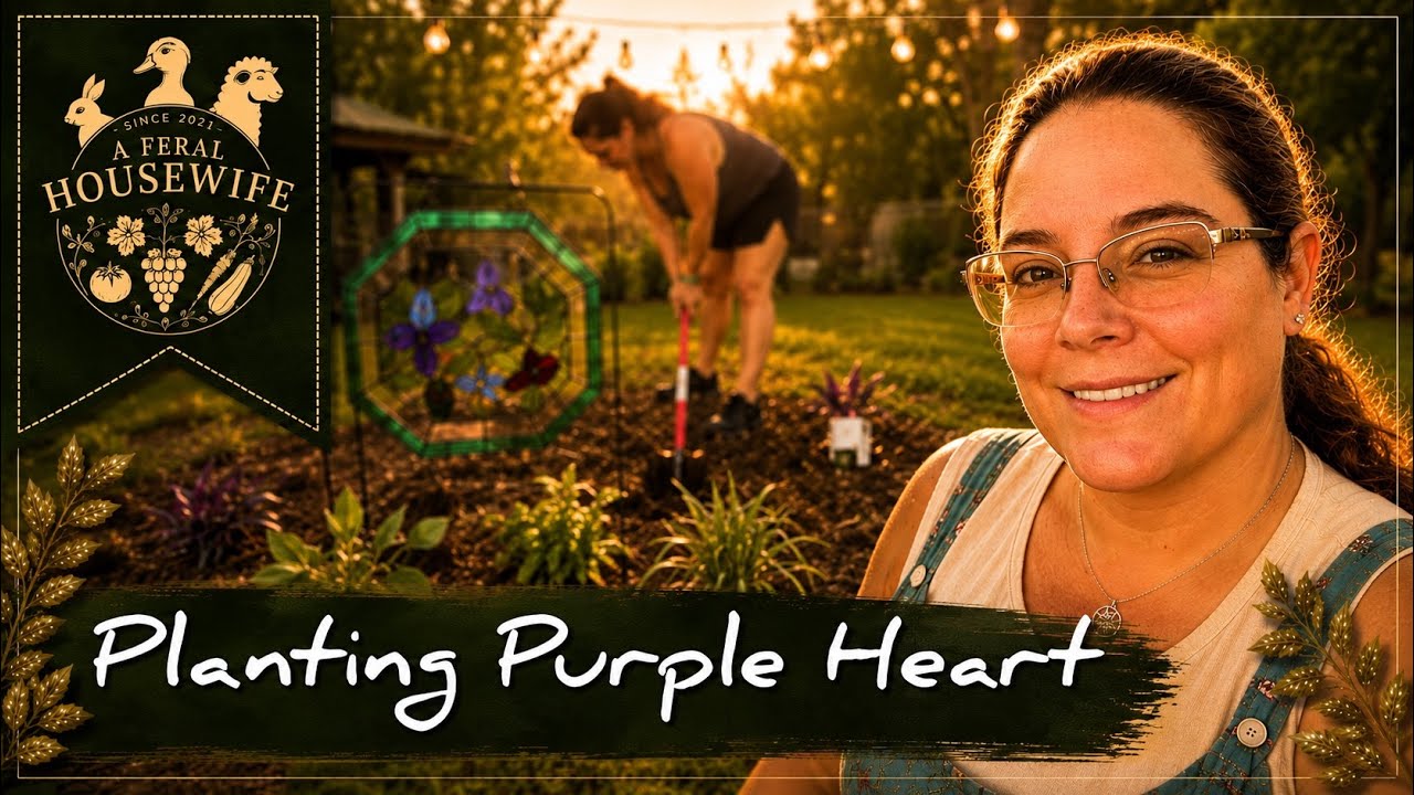 Relaxing Gardening: Planting Purple Heart with Peaceful Music | No Talking
