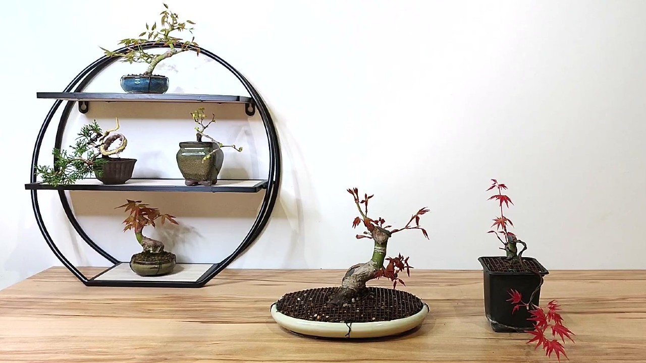 BONSAI - La Importancia de las Reservas Acumuladas en Arce Palmatum.