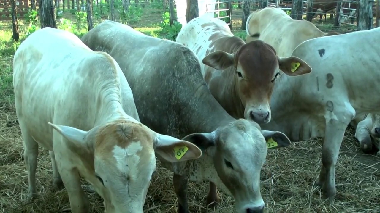 EMBRAPA lança o boi Tropical no AGROBALSAS 2019.