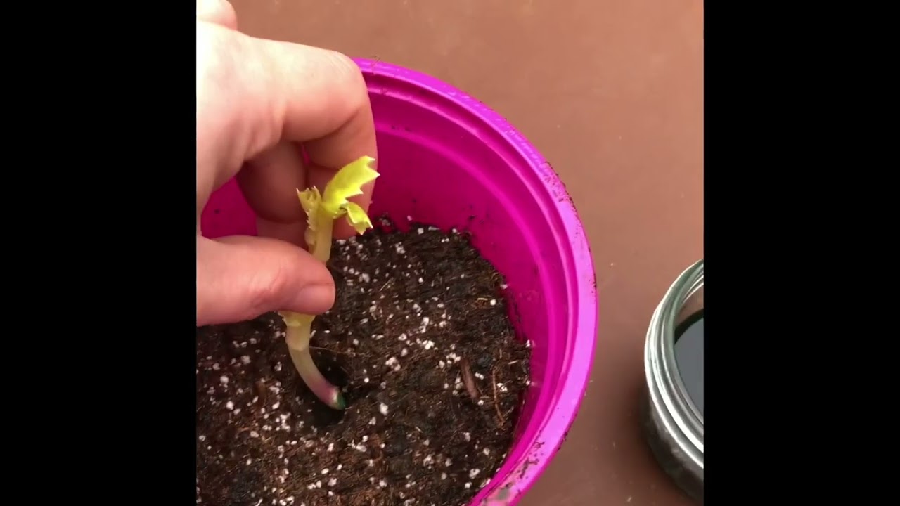 1 Minute To Flower Farming: Dahlia Cuttings