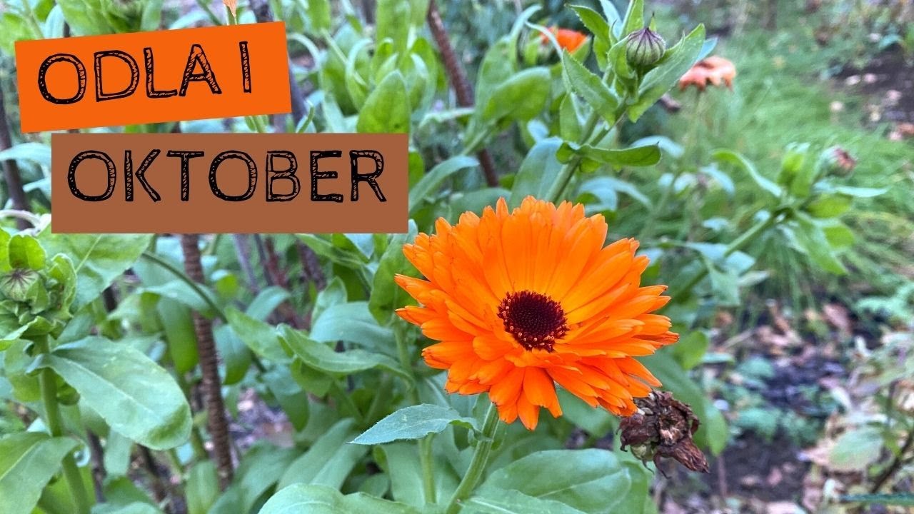 Odla i OKTOBER - Nu har hösten kommit och det är dags att förbereda trädgården inför vintern.