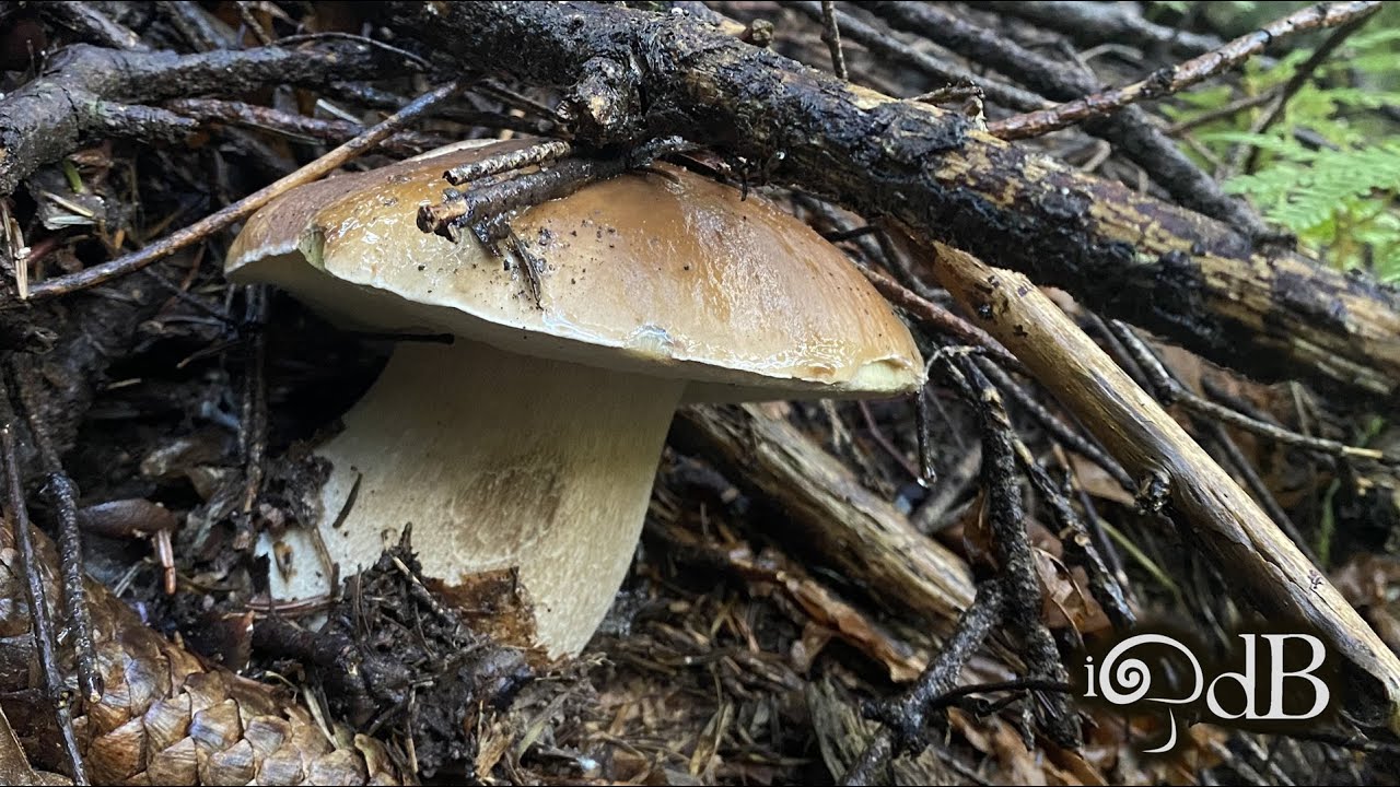 Porcini Edo #10 2024
