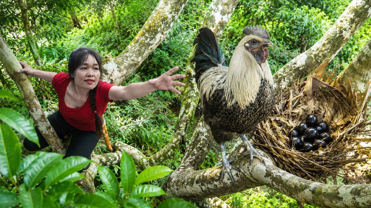 Catching Wild Chickens With Rare Black Egg Harvest | Village Market & Pet Care