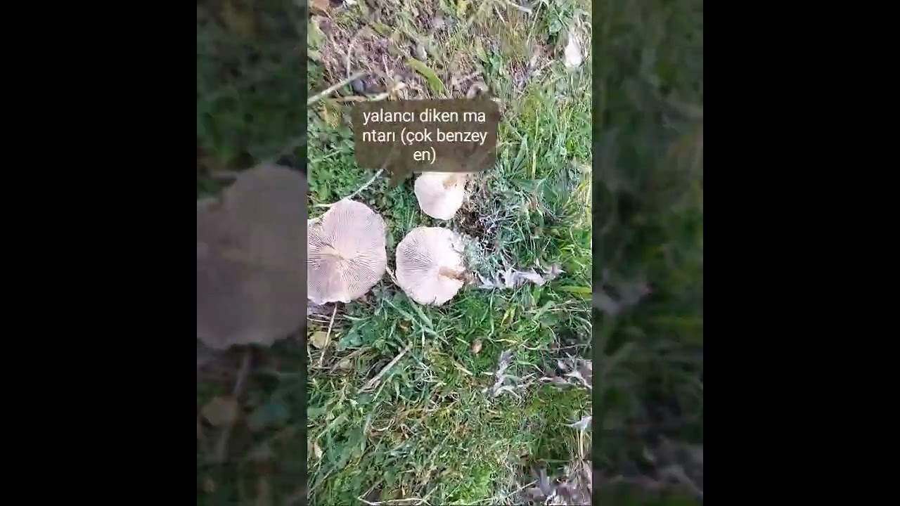 Diken Mantarı ( pleurotus eryngii  ) ve &ccedil;ok benzeyen yalancı diken mantari bariz farkı #pleurotus