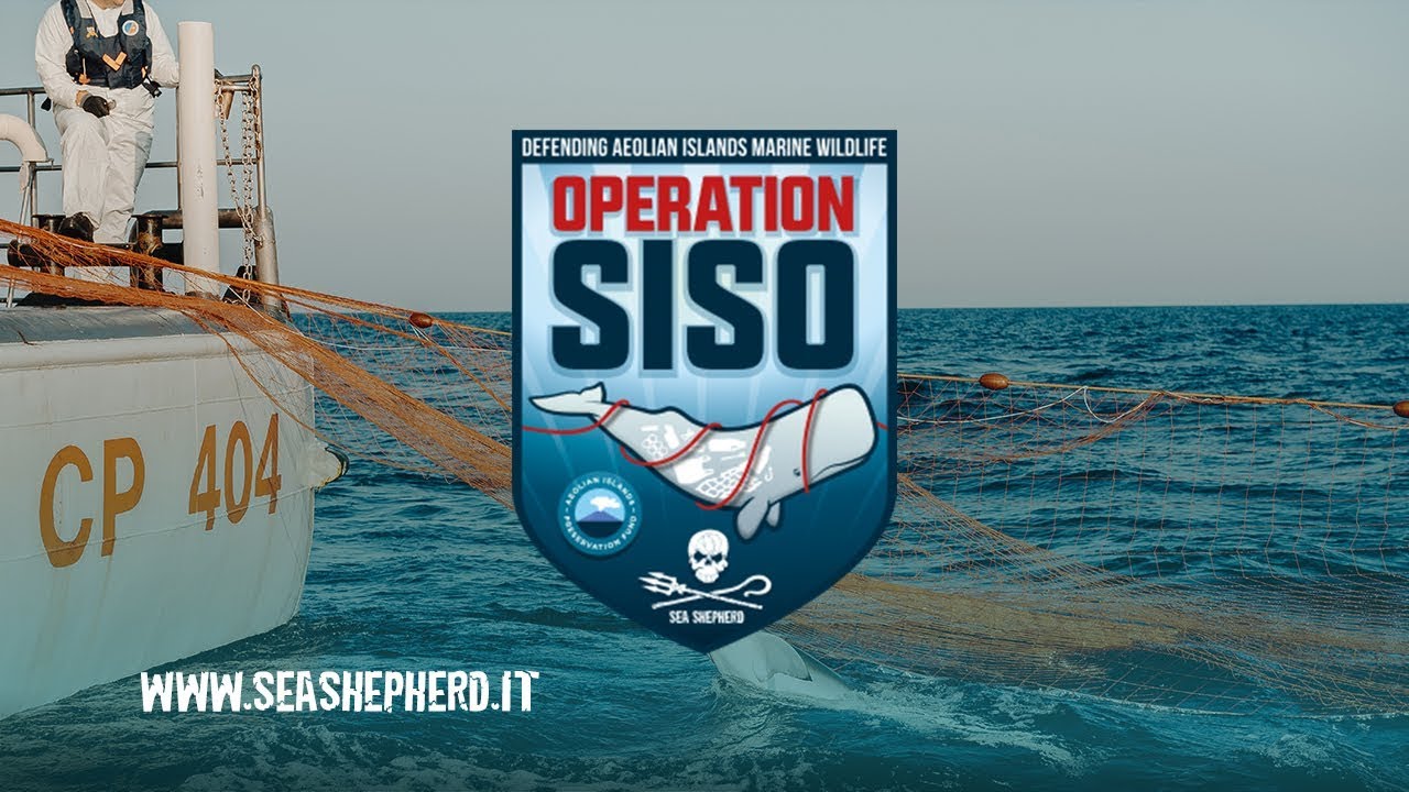Recuperata spadara illegale nel Mediterraneo, OP SISO 2019, Sea Shepherd Italia