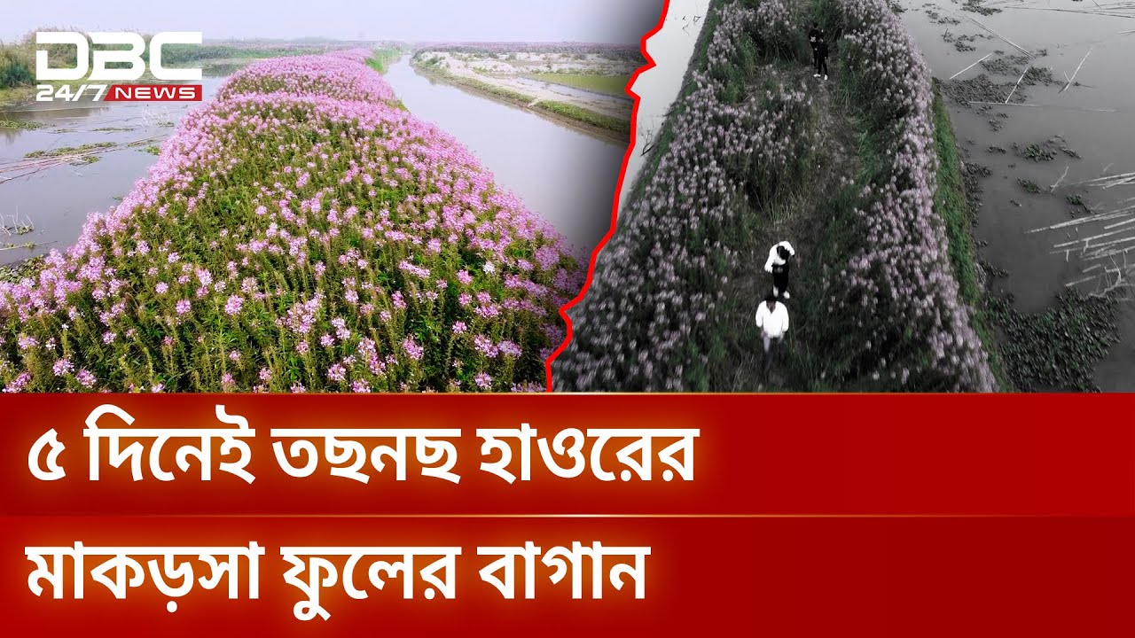 টিকটকারদের উৎপাতে ধ্বংসের পথে হাওরের সেই গোলাপি ফুলের রাজ্য yt