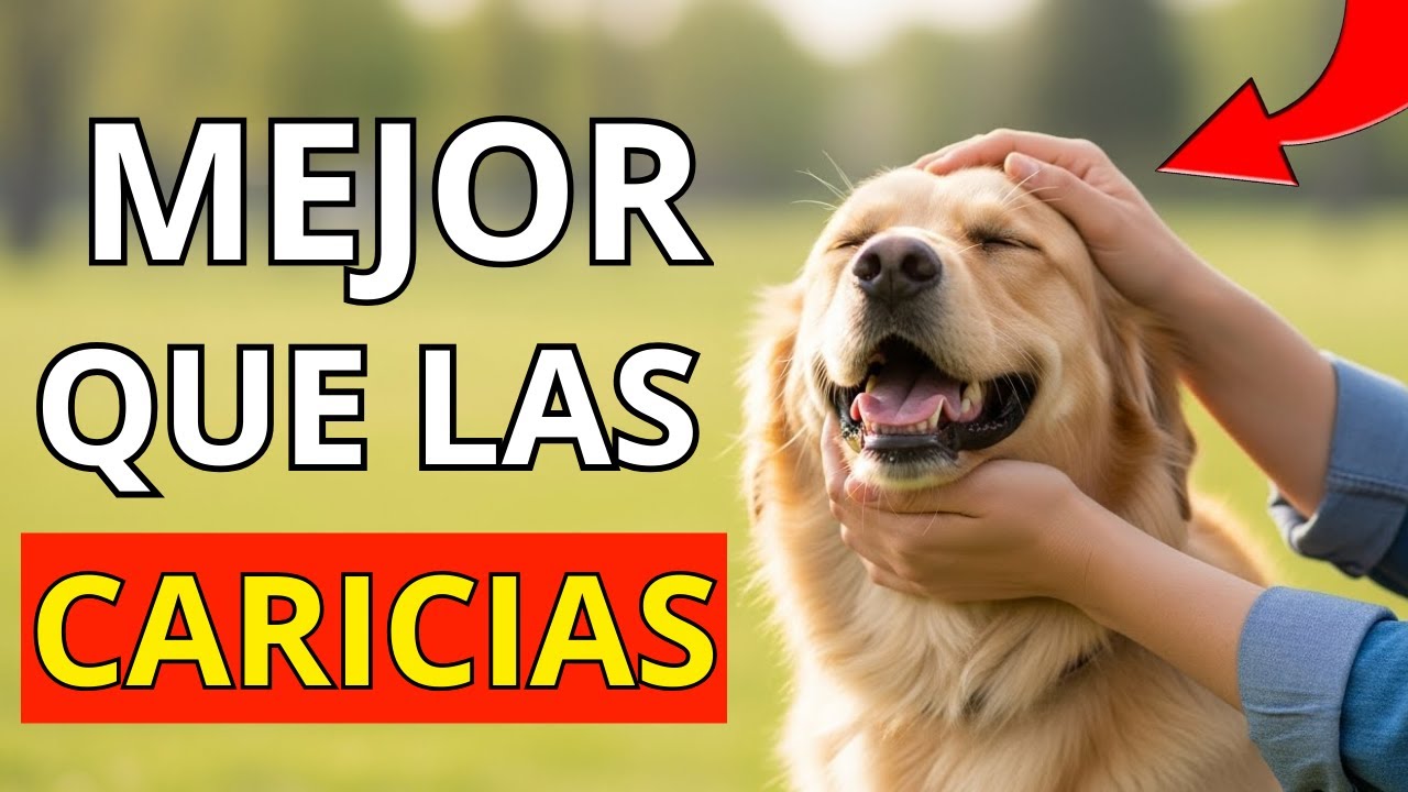 ¿Sabías que...? ¡10 cosas que tu PERRO AMA MÁS que las caricias!