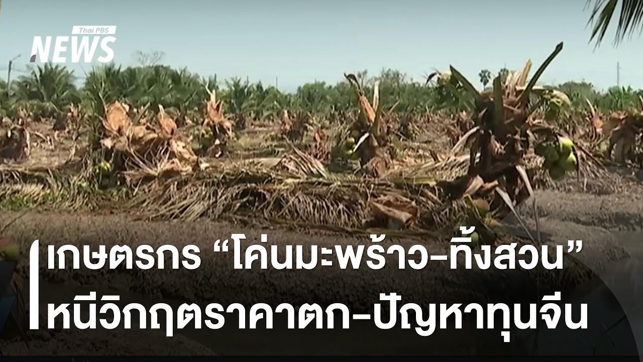 เกษตรกรโค่นมะพร้าว-ทิ้งสวน หนีราคาตกต่ำ หวังรัฐแก้ปัญหาทุนจีน | Thai PBS News