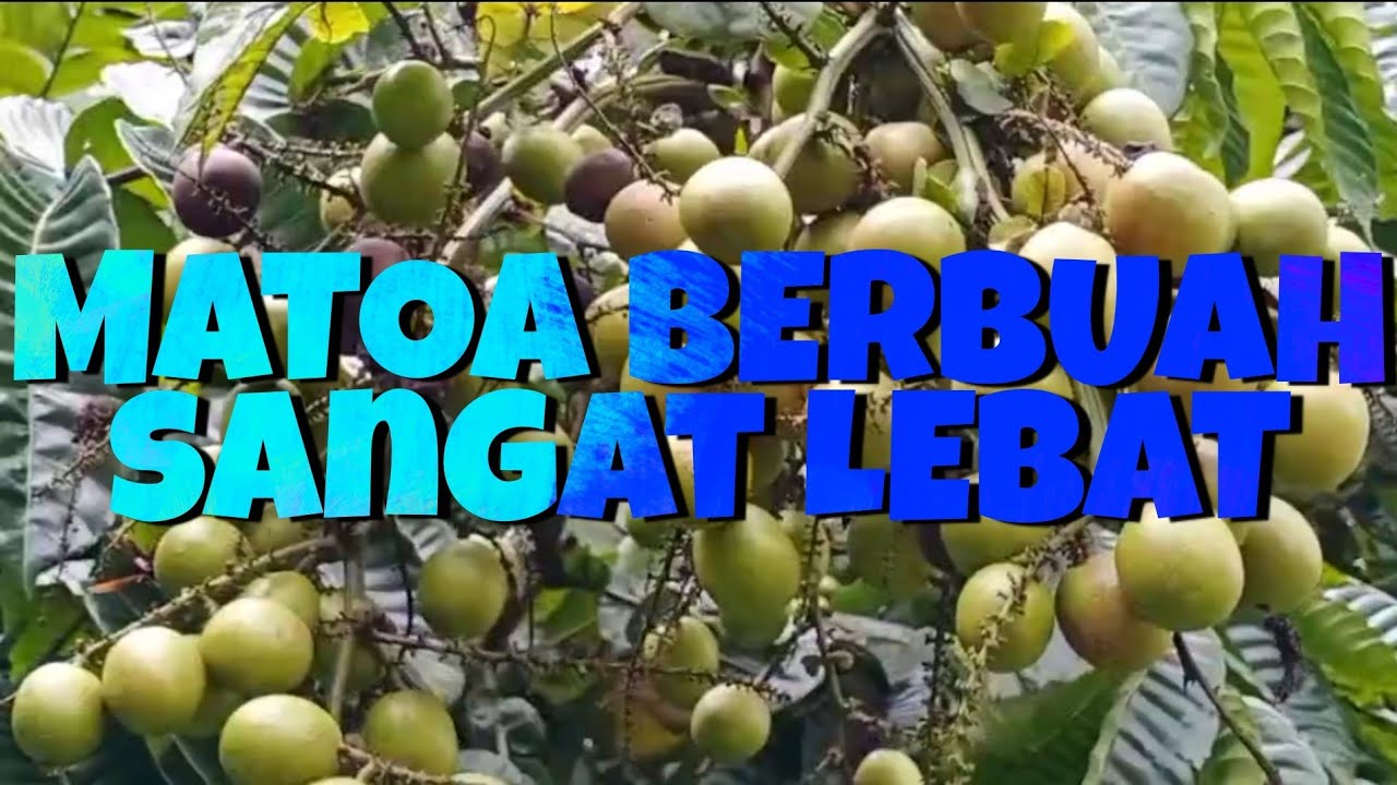 Tanaman Matoa berbuah sangat lebat