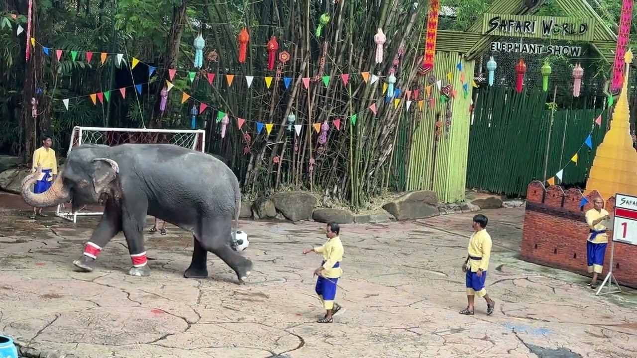 Elephant funny show Part-4 in Safari world,Thailand 🇹🇭