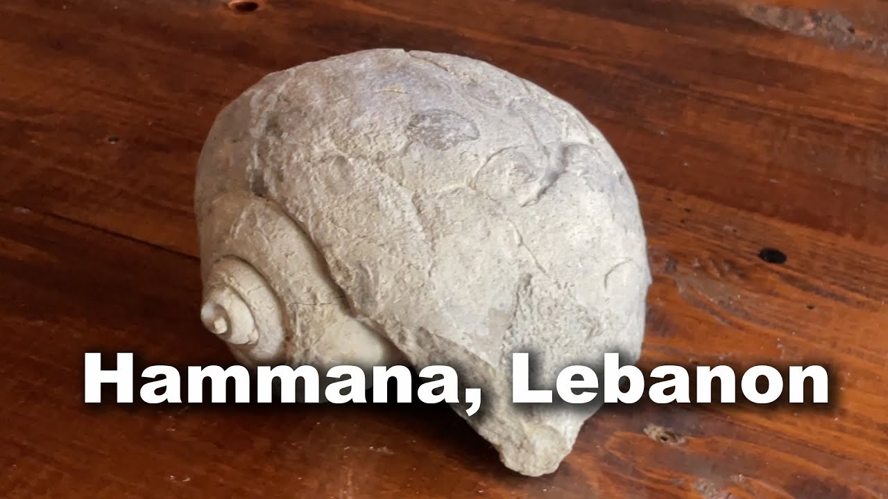 Hammana Lebanon 90 to 120 million years fossils.