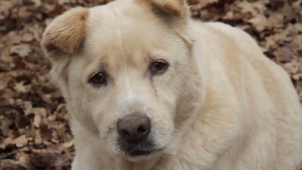 Fences For Fido "Chopper Tribute"