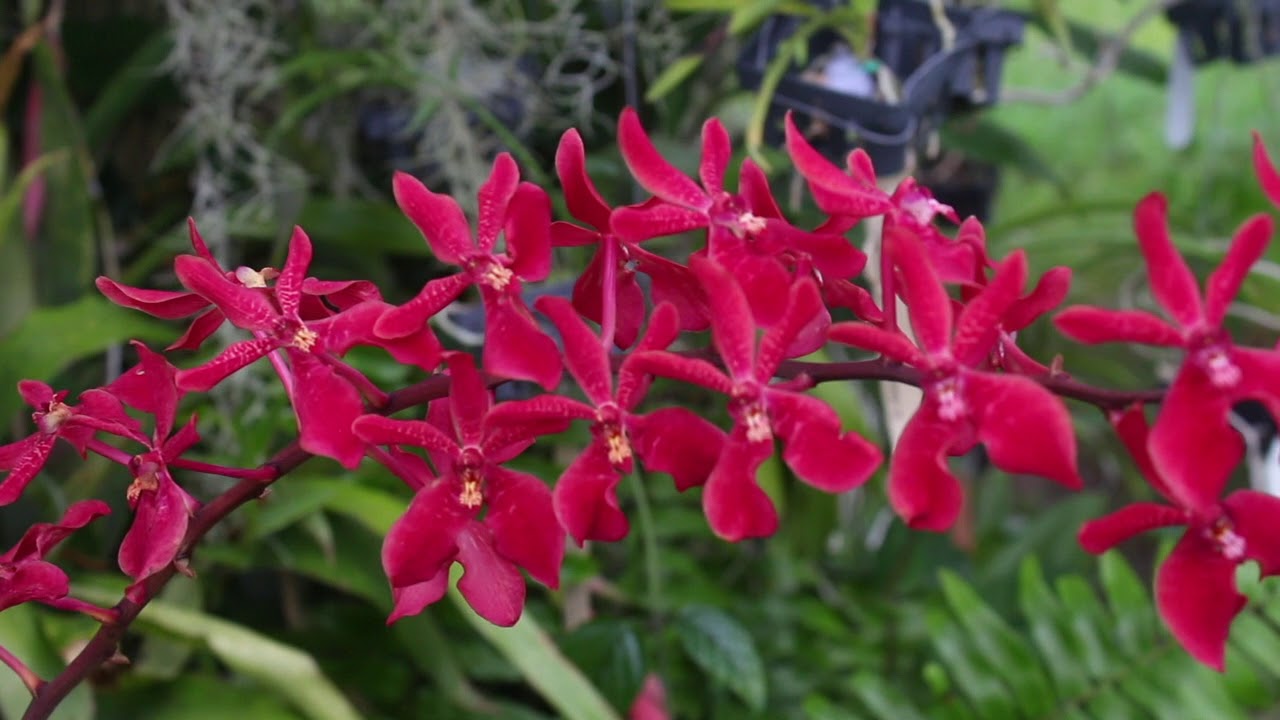 Renanthera Kalsom 'Jumbo' - UP CLOSE LOOK AT THE BLOOMS