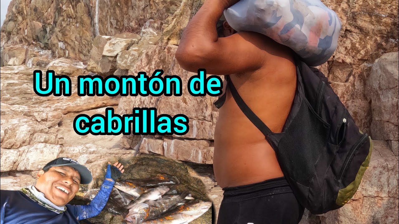 Cardumen de cabrillas