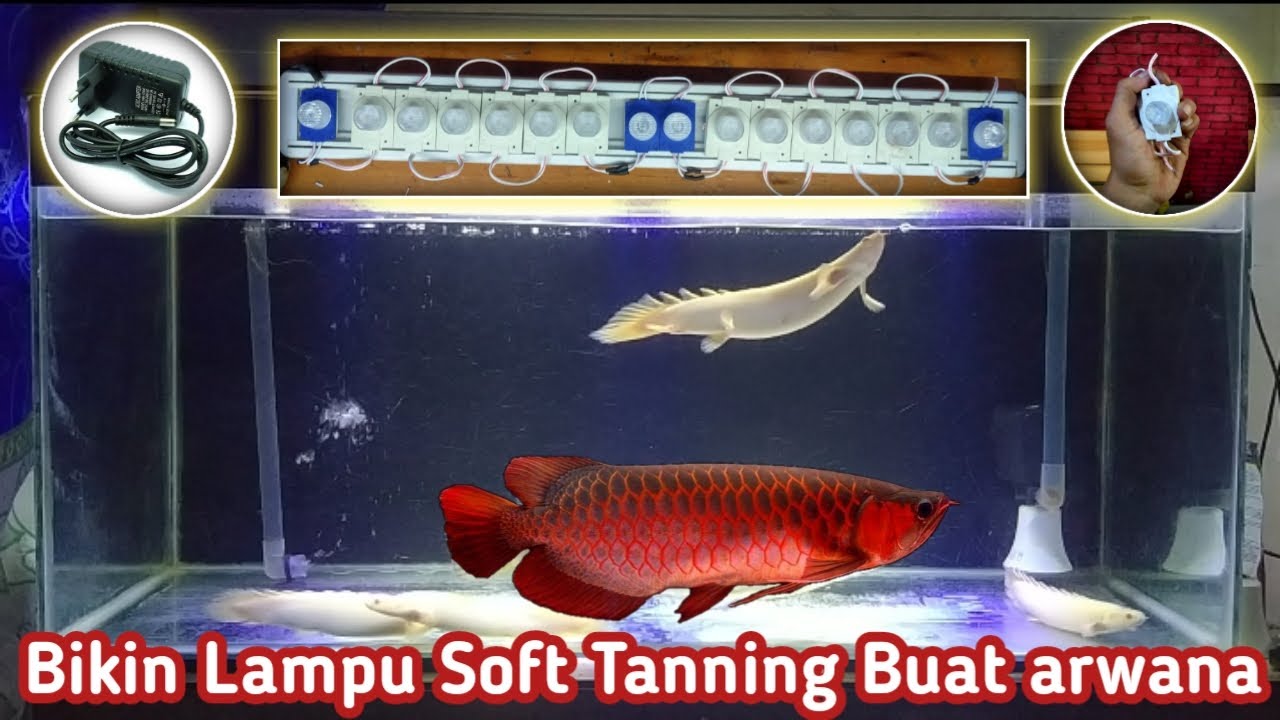 DIY lampu soft Tanning buat arwana || cara membuat lampu aquarium || LED module