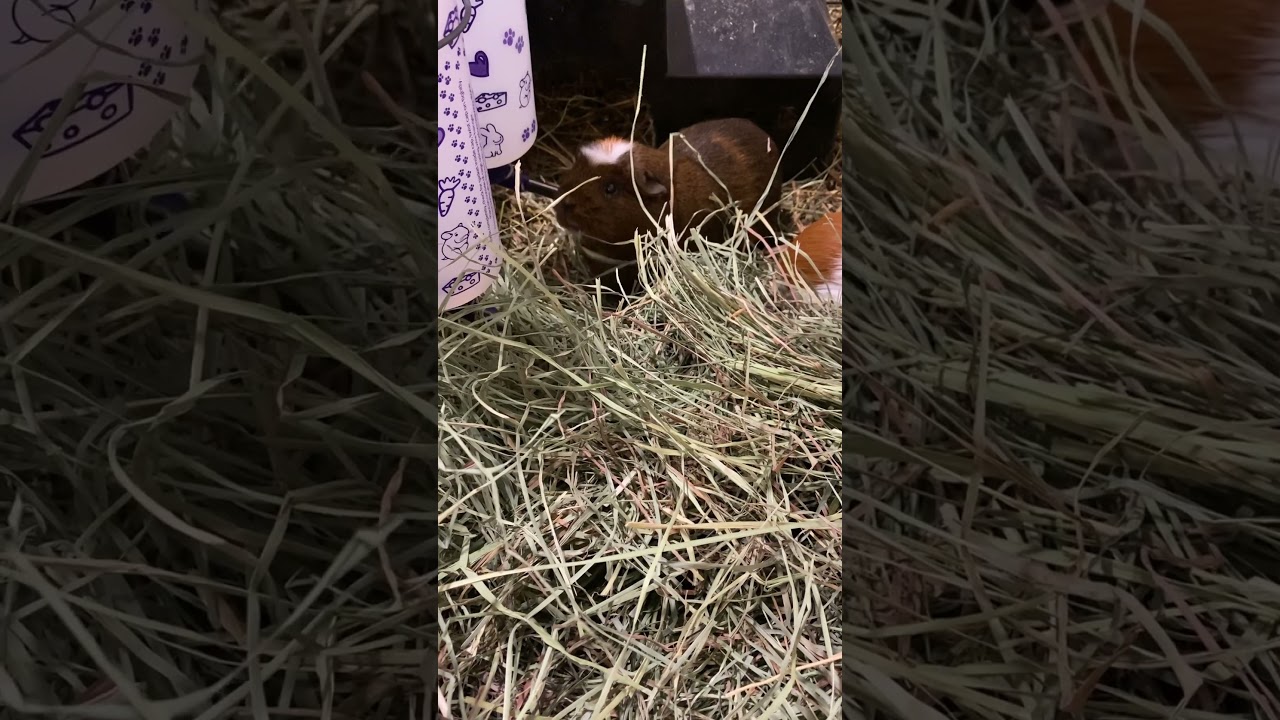 Fresh  hay vibes! #youtubeshorts #guineapigmom #guineapigsofyoutube #nutmeg #sweetchonk #guinealady
