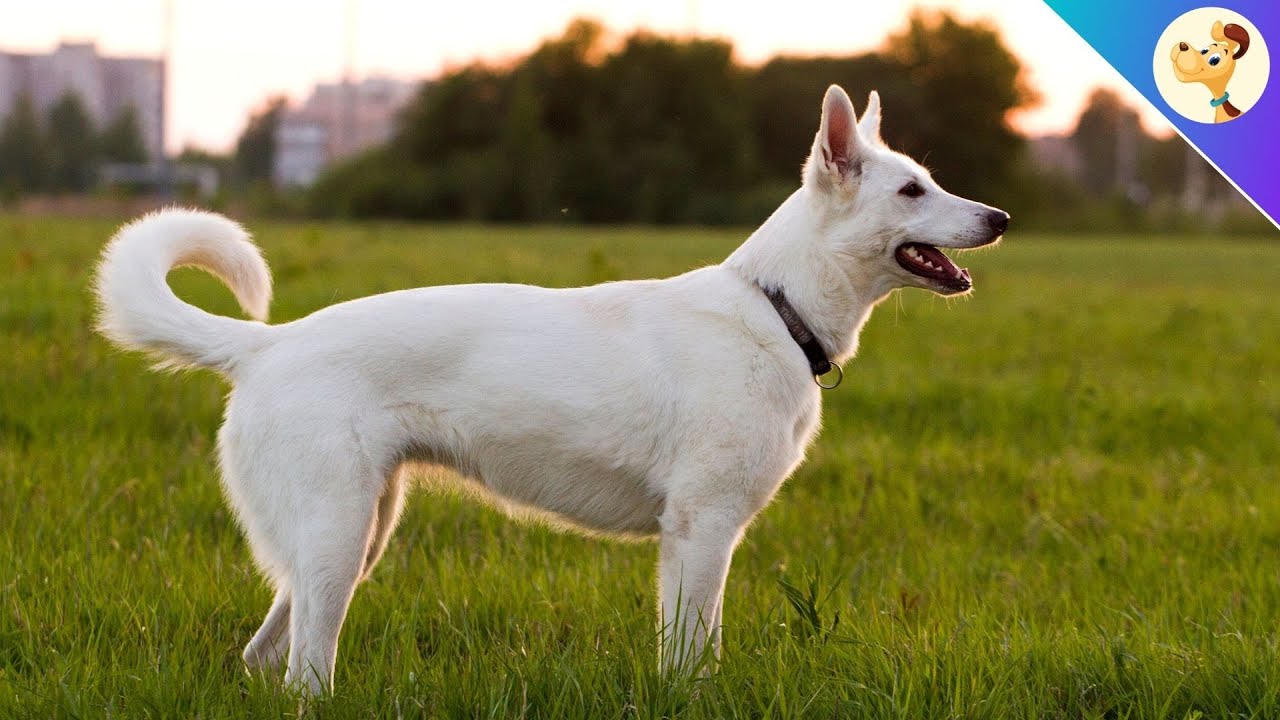 Weißer Schweizer Schäferhund ▶︎ Charakter, Haltung & Pflege ✅
