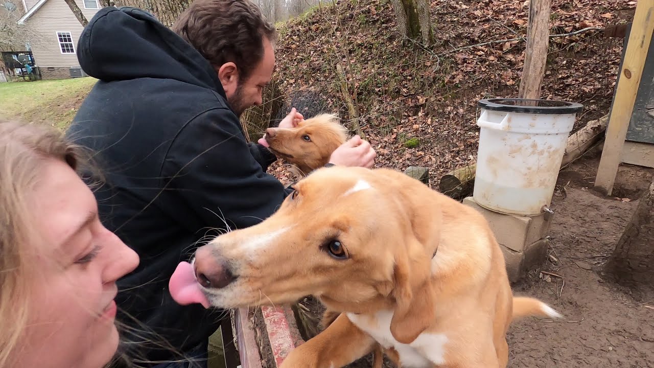PetSafe In-Ground Dog Fence Troubleshooting and Repair