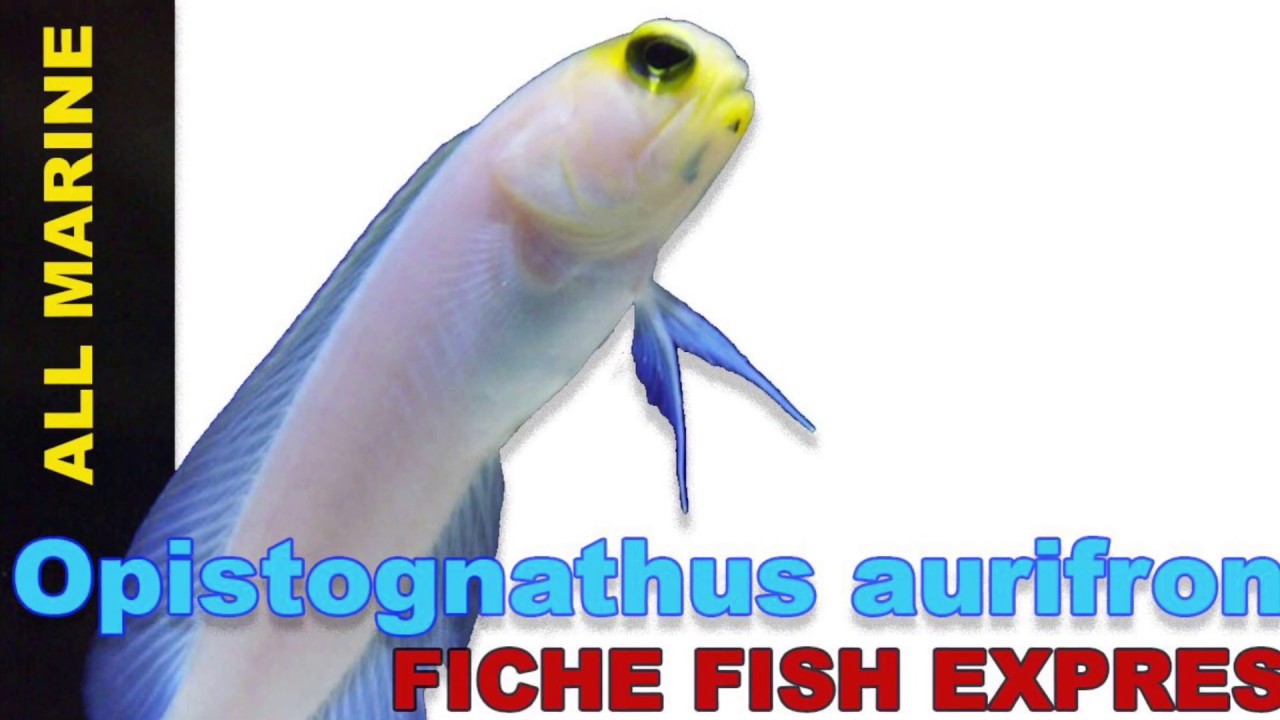 Fiche Fish Express Opistognathus aurifrons